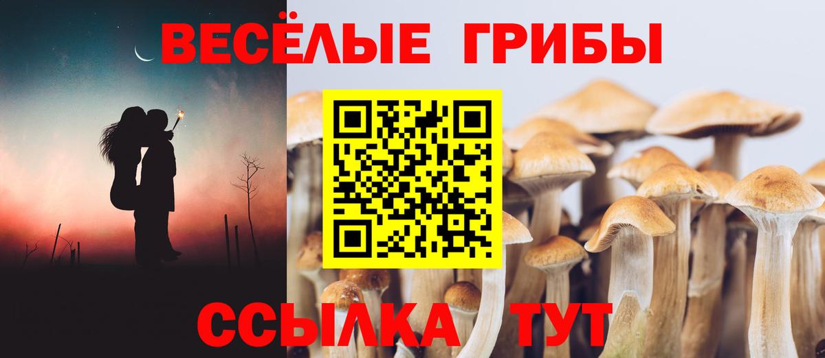 продажа наркотиков  Вход с VPN  Артём  Галлюциногенные грибы Psilocybe 